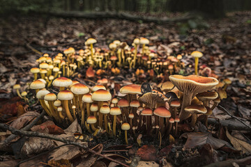 Wild mushrooms of different colors growing in a circle on the forest floor