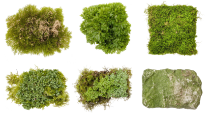 Isolated Green Garden Wall Plants on Transparent Background Generative AI