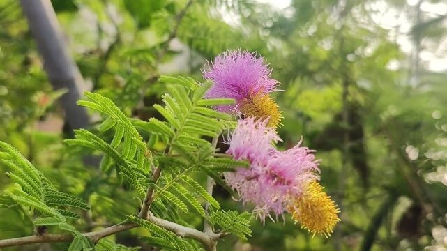 Holy shami plant flower selective focus on natural background.