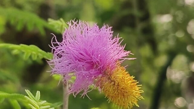 Holy shami plant flower selective focus on natural background.
