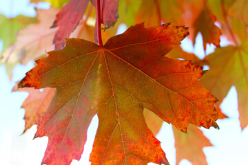 autumn red maple leaves on a branch