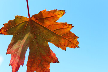 autumn maple leaf on the background of the blue sky