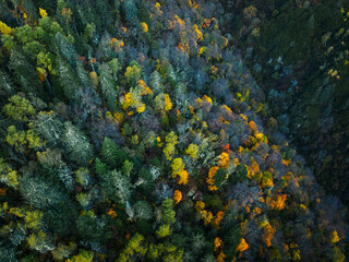 Beautiful autumn forest aerial drone view