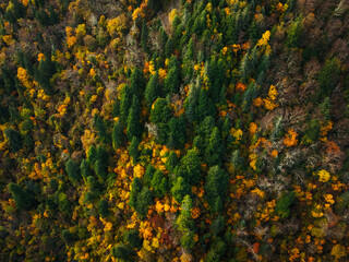 Beautiful autumn forest aerial drone view