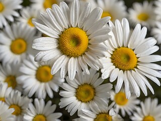 Fototapeta premium The beauty of yellow and white daisy flowers photographed from close range using a camera in a flower garden