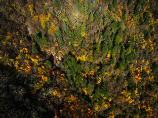 Aerial view of beautiful autumn forest landscape
