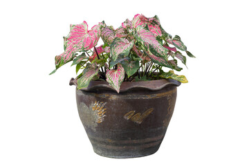 Caladium bicolor is queen of the leafy plants growing in pot isolated on white background included clipping path.
