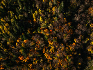 Aerial view of beautiful autumn forest landscape