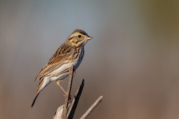 Savannah Sparrow