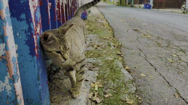 Gato lindo posando y sobandeso con un tubo por que es tierno y bonito despues sale de la toma para ir a amamantar a sus crias 