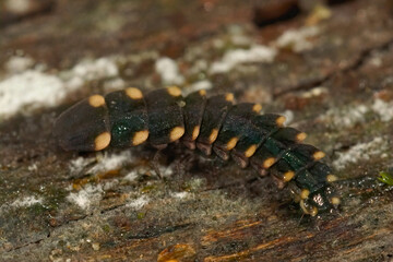 Closeup on a European glow-worm, Lampyris noctiluca
