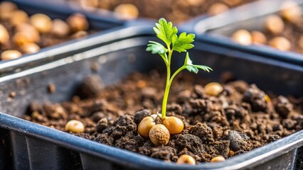 Close-up of coriander seed in plastic planter with black substrate soil, small receptacle for future plant
