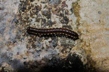 millipedes on a mossy wall