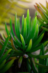 Fototapeta premium Close-up of vibrant green succulent leaves with soft lighting, highlighting their smooth texture and fresh appearance