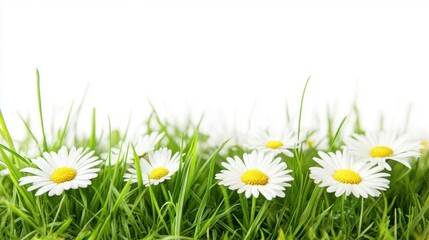 Blooming Spring Serenity - Fresh green grass and white daisies on a clean white backdrop, representing nature's renewal and purity.