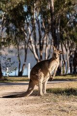 Kangaroos the Iconic Australian wildlife lay down and sunbathing in the cold morning in winter at lakeside campground  of Leslie Dam, Warwick, Queensland, Australia 