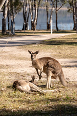 Fototapeta premium Kangaroos the Iconic Australian wildlife lay down and sunbathing in the cold morning in winter at lakeside campground of Leslie Dam, Warwick, Queensland, Australia 