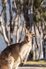 Kangaroos the Iconic Australian wildlife lay down and sunbathing in the cold morning in winter at lakeside campground  of Leslie Dam, Warwick, Queensland, Australia 