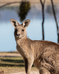 Kangaroos the Iconic Australian wildlife lay down and sunbathing in the cold morning in winter at lakeside campground  of Leslie Dam, Warwick, Queensland, Australia 