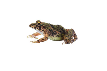 Fototapeta premium Macro closeup Image of brown frog isolated on transparent background, amphibious, PNG
