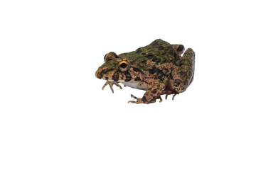 Macro closeup Image of brown frog isolated on  transparent background, amphibious, PNG