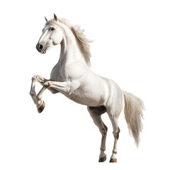 horse isolated on white background