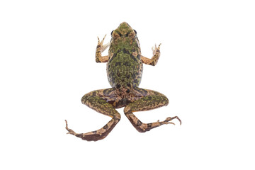 Macro closeup Image of brown frog isolated on  transparent background, amphibious, PNG
