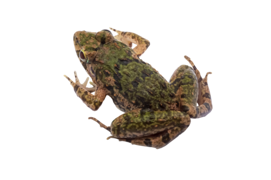 Macro closeup Image of brown frog isolated on  transparent background, amphibious, PNG