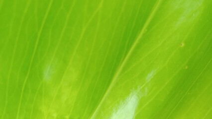 Green leaves gradient for background 