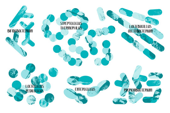 Probiotics. Lactic acid bacteria. Good microorganisms for gut and intestinal flora health. Microflora. Microbiome. Bifidobacterium, lactobacillus,  lactococcus, thermophilus streptococcus. Vector set