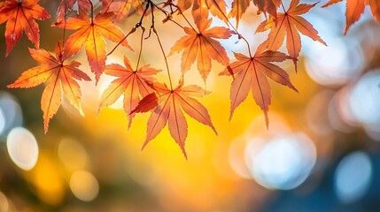 Autumn leaves in vibrant colors of orange, yellow, and red against a clear sky, showcasing a close-up view of foliage on branches in a beautiful forest setting
