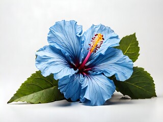 Blue hibiscus flower isolated on white background, Vibrant blue hibiscus flower.