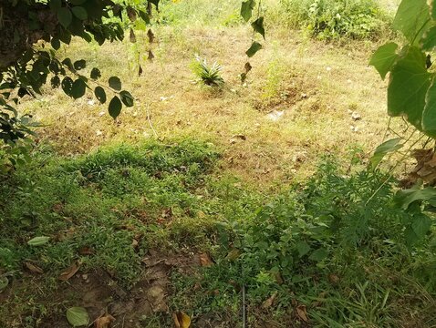 Agriculture in hilly region of Nepal