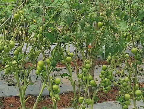 Agriculture in hilly region of Nepal