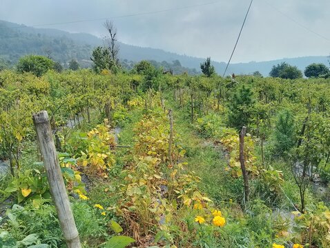 Agriculture in hilly region of Nepal