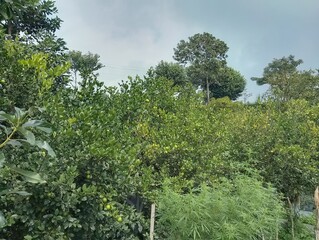 Agriculture in hilly region of Nepal