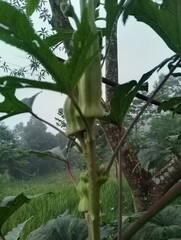 Agriculture in hilly region of Nepal