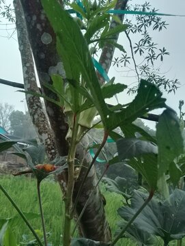 Agriculture in hilly region of Nepal