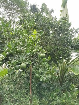 Agriculture in hilly region of Nepal