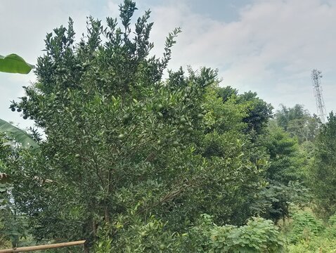 Agriculture in hilly region of Nepal