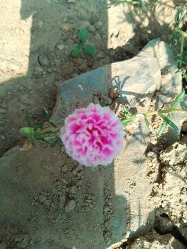 Agriculture in hilly region of Nepal