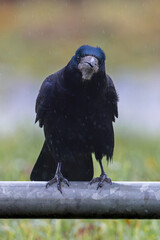 adult Rook (Corvus frugilegus) in rain on reeling