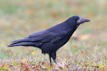 adult Rook (Corvus frugilegus) on lawn in rain