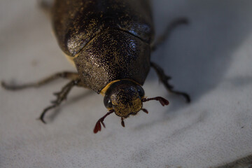 close up photo of brown beetle