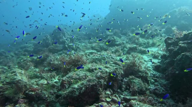 Underwater scenery in Izu, Japan