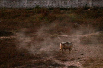 알록달록 아름다운 태국 방사레이 해변 마을의 언덕과 선착장 그리고 불교사찰,
