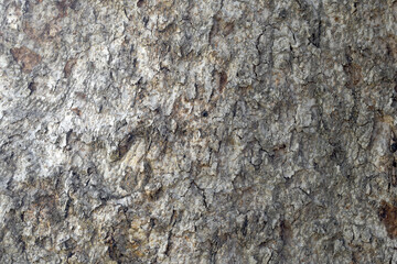 Old tree texture. Bark pattern, For background wood work, Bark of brown hardwood, thick bark hardwood, residential house wood. nature, tree, bark, hardwood, trunk, tree , tree trunk close up texture