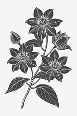 Clematis Branch with Flowers Silhouette Vector Illustration of Elegant Floral Design