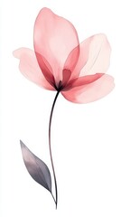 Naklejka premium Delicate pink flower on a white background.