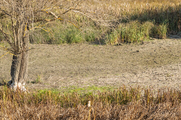 The partly dry bottom of the lake is surrounded by tall grass and silt